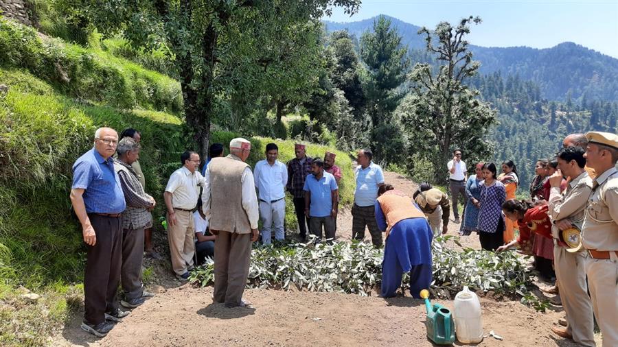 कुल्लू के कोट में चिरायता की खेती का सफल डेमोस्ट्रेशन