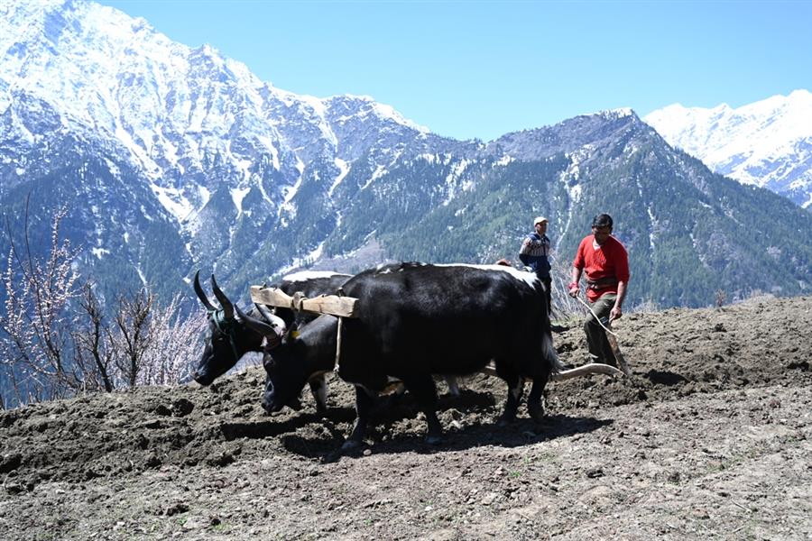 पांगी को राज्य का पहला प्राकृतिक खेती उप-मंडल अधिसूचित करने पर सरकार की लोगों ने की सराहना