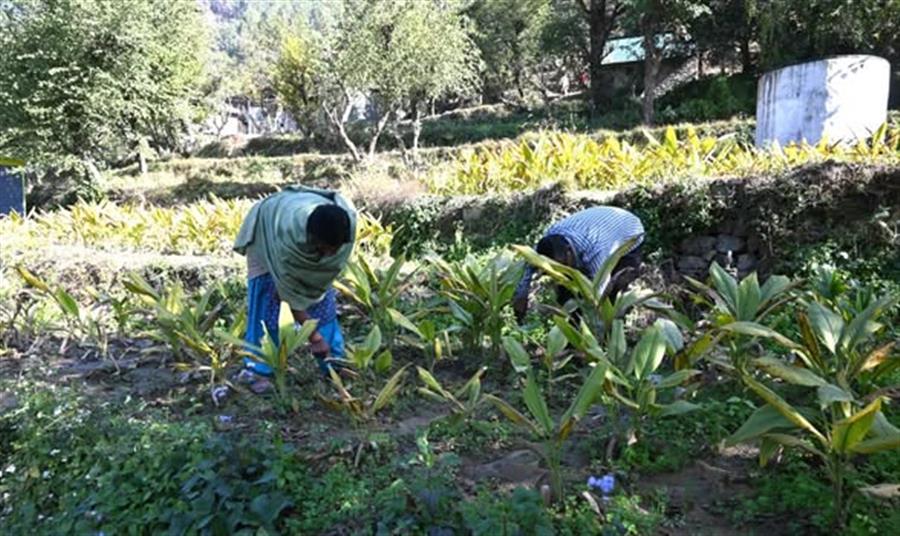 प्राकृतिक खेती से बढ़ी किसानों की आय, हल्दी की फसल से मिल रहा आर्थिक संबल