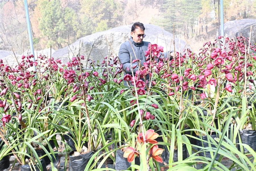 उद्यान विभाग के सहयोग से पूर्वोत्तर का फूल उगाया, जुनून को बनाया स्वरोजगार