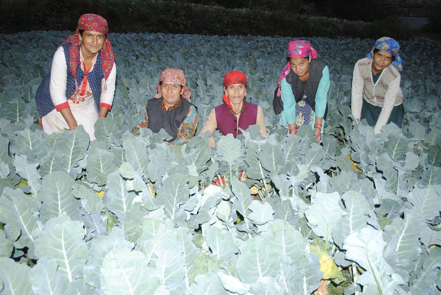 प्राकृतिक खेती से सुदृढ़ हो रही प्रदेश की ग्रामीण अर्थव्यवस्था
