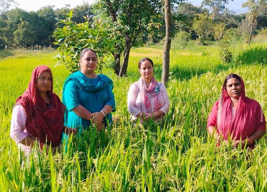 हल्दी की खेती से किसानों को बेहतर आमदनी, फसल विविधीकरण से बढ़ रही आय की संभावनाएं