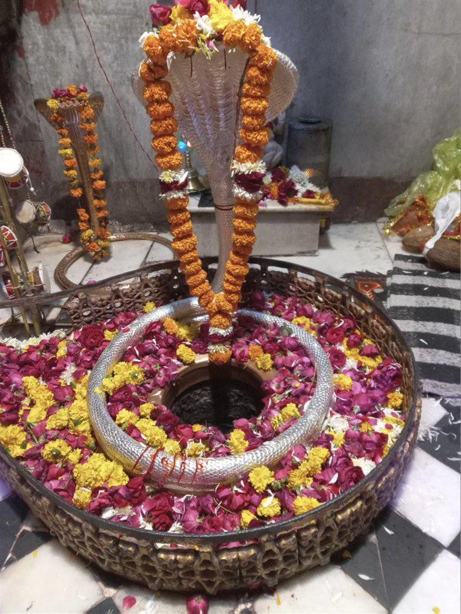 नगरोटा के मणिमहेश ज्वेलर्स ने कालेशवर में पांच किलो चांदी का नाग चढाया